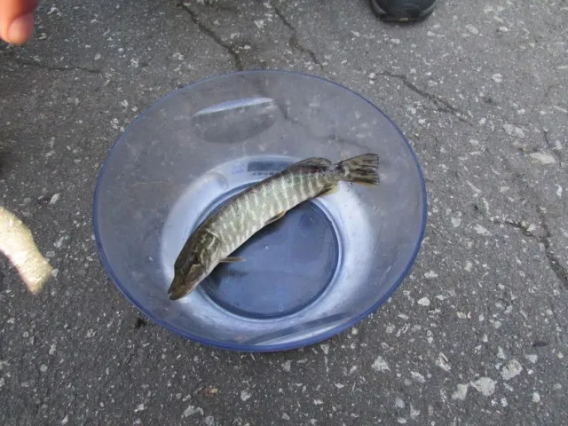 У Тернополі пройшов перший спортивно-любительський фестиваль «Ternopil StreetFishing Fest» (Фоторепортаж) — фото 8