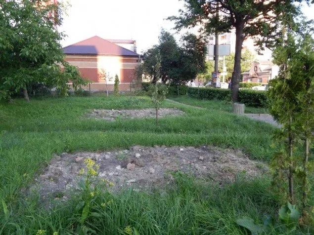 Тернополяни воюють за єдиний зелений бар’єр перед вихлопами автомобілів на дорозі (Фото) + (Відео) — фото 3