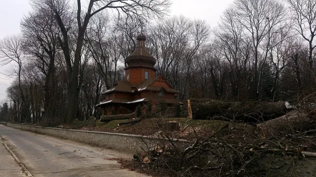 В тернопільському парку комунальники влаштували «деревопад» (Фото) — фото 3