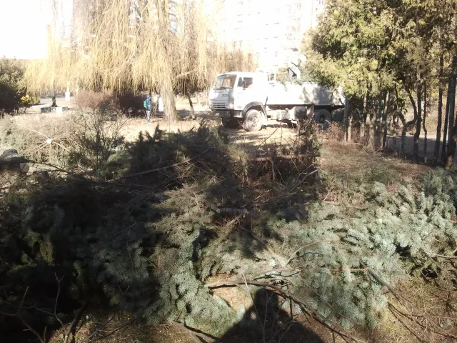 Міськрада зрізала в парку 130 дерев. Тернополяни сьогодні будуть знову їх садити (фото) + (відео) — фото 1