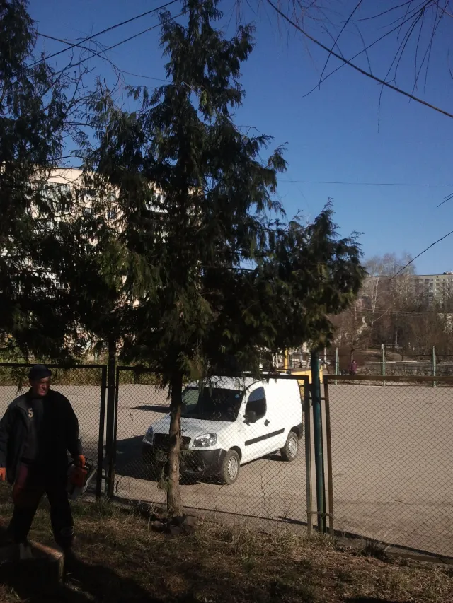 Міськрада зрізала в парку 130 дерев. Тернополяни сьогодні будуть знову їх садити (фото) + (відео) — фото 2