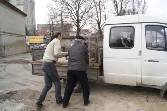 Останніми тижнями почастішали скарги на безпритульних собак на вулицях міста (фото) — фото 2